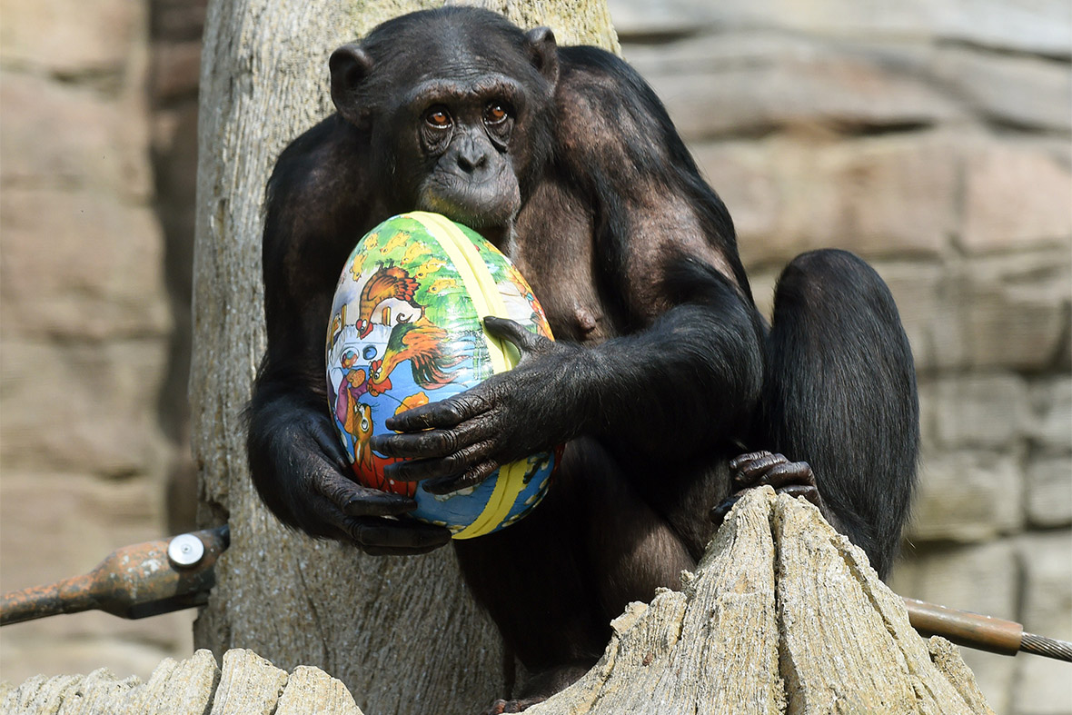 A chimpanzee named Viktoria bites into an Easter egg filled with roots and fruits as she sits in her enclosure at the zoo in Hanover, Germany