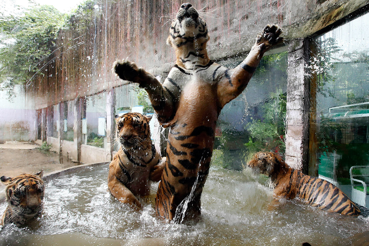 Bengal tigers play in a pool of water at the zoo in Malabon, Metro Manila, Philippines.