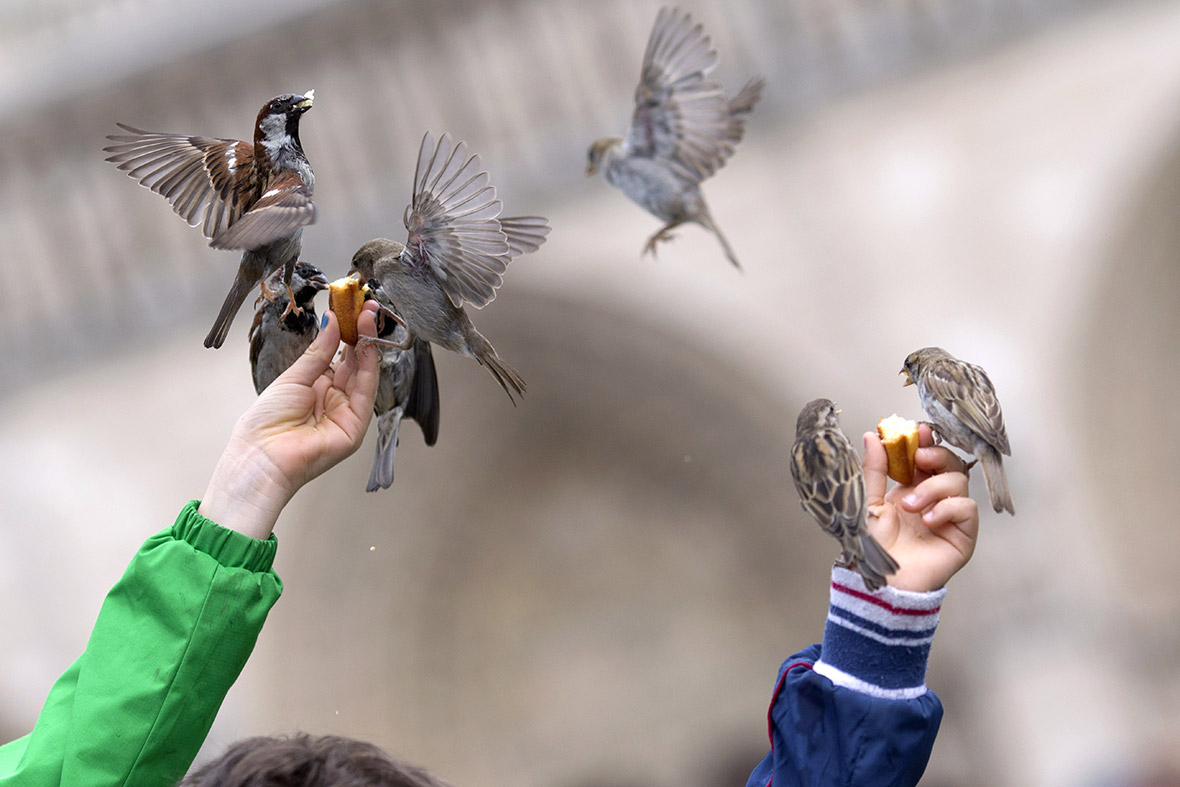 People feed sparrows in front of Notre-Dame cathedral in Paris.