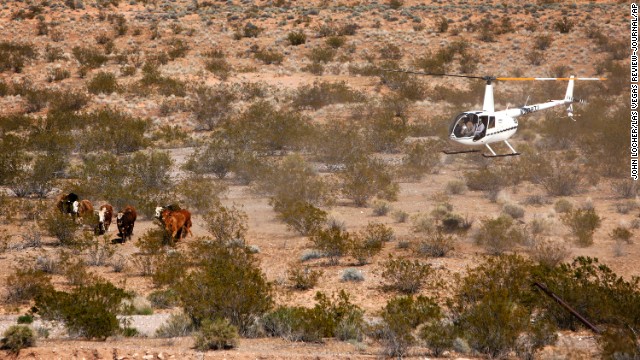 The U.S. government was rounding up cattle that it says have been grazing illegally on public lands for more than 20 years, according to the Bureau of Land Management and the National Park Service. The Bureau of Land Management said Cliven Bundy owed about $1 million in back fees.