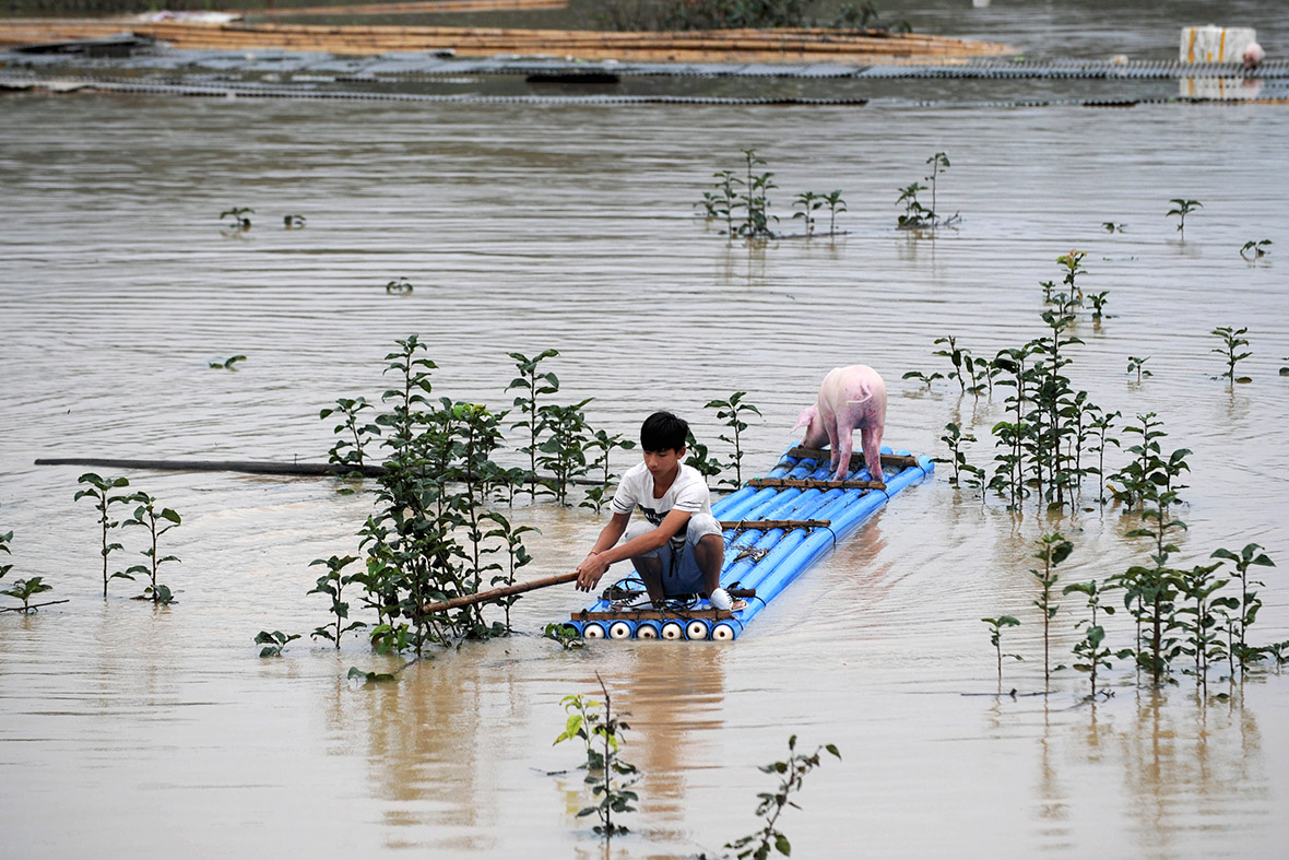 A young man rescues a stranded pig on a makeshift raft after heavy rainfall hit Lishui, Zhejiang province, China