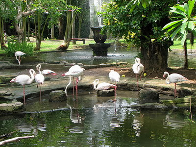 حديقة الطيور جزيرة بالي, المعالم telaga-Bali-Bird-Park.jpg