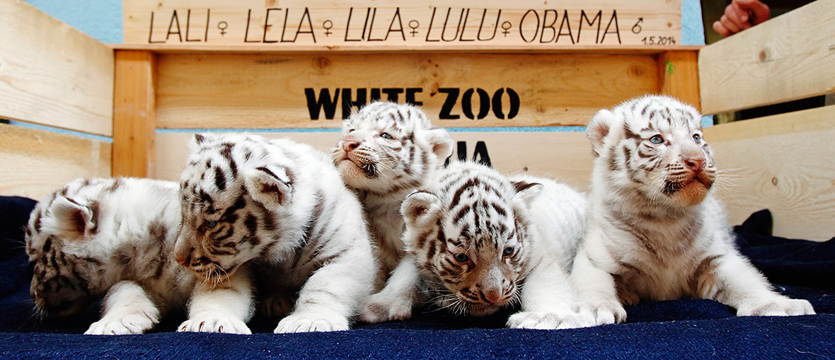 A litter of white Bengal tiger cubs at the White Zoo in Kernhof, Austria. The male cub was named Obama