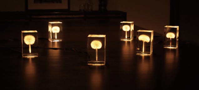 These Magical OLED Lamps Are Embedded in Real Dandelions
