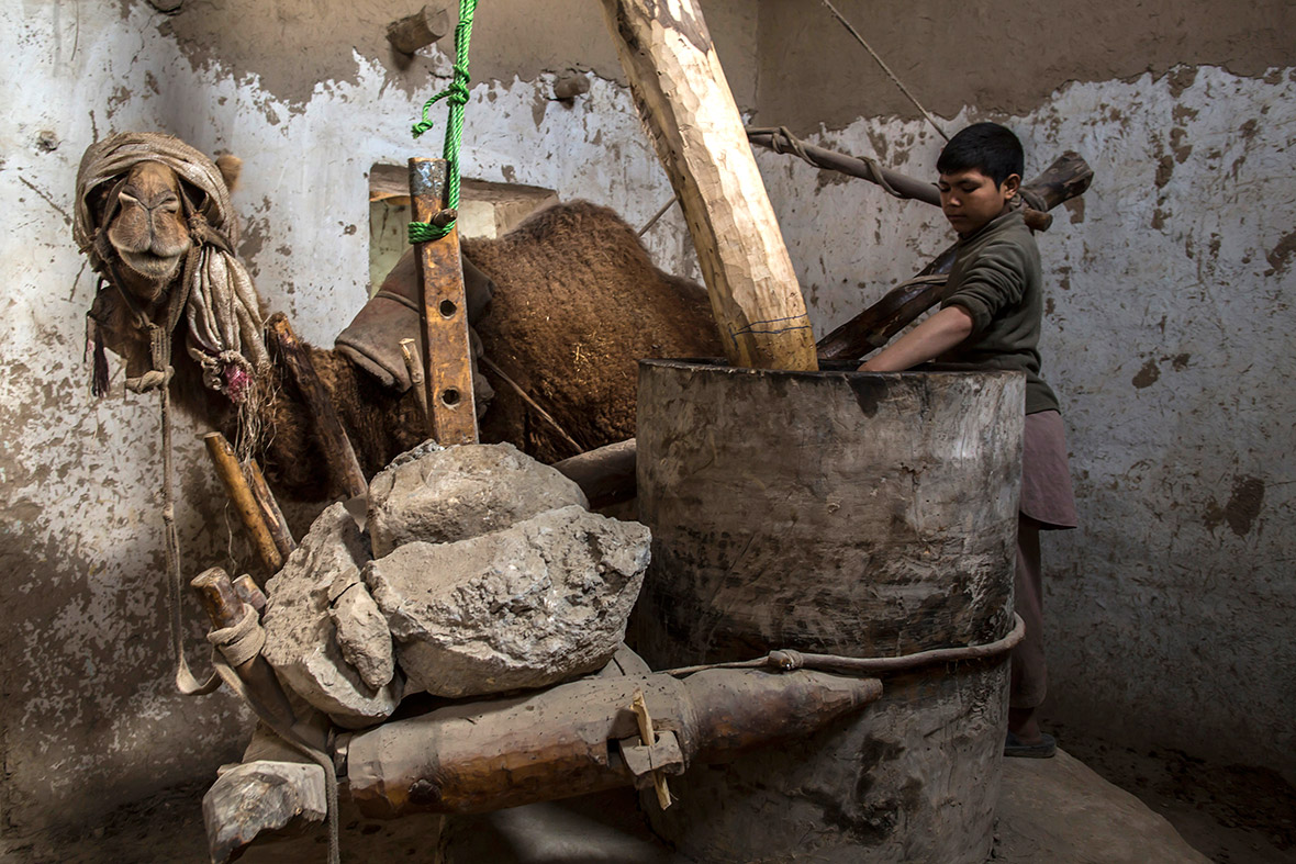 Hakimullah, 12, alongside camel prepares to extract oil from sesame paste at a traditional sesame oil processing factory in Mazar-I-Sharif, Afghanistan