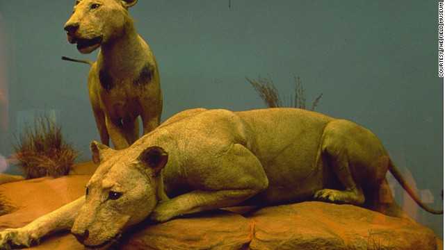 If the infamous Tsavo lions at Chicago's Field Museum seem a little worse for wear, it might be because they spent 25 years as rugs after being hunted down in 1898.