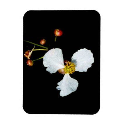 Three petaled white flower black background rectangle magnets