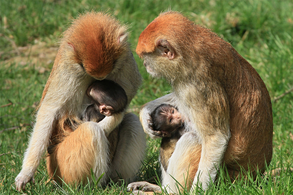 Two ten-day-old Patas Monkey babies and their mothers sit in the sun at the zoo in Olomouc, Central Moravia, Czech Republic