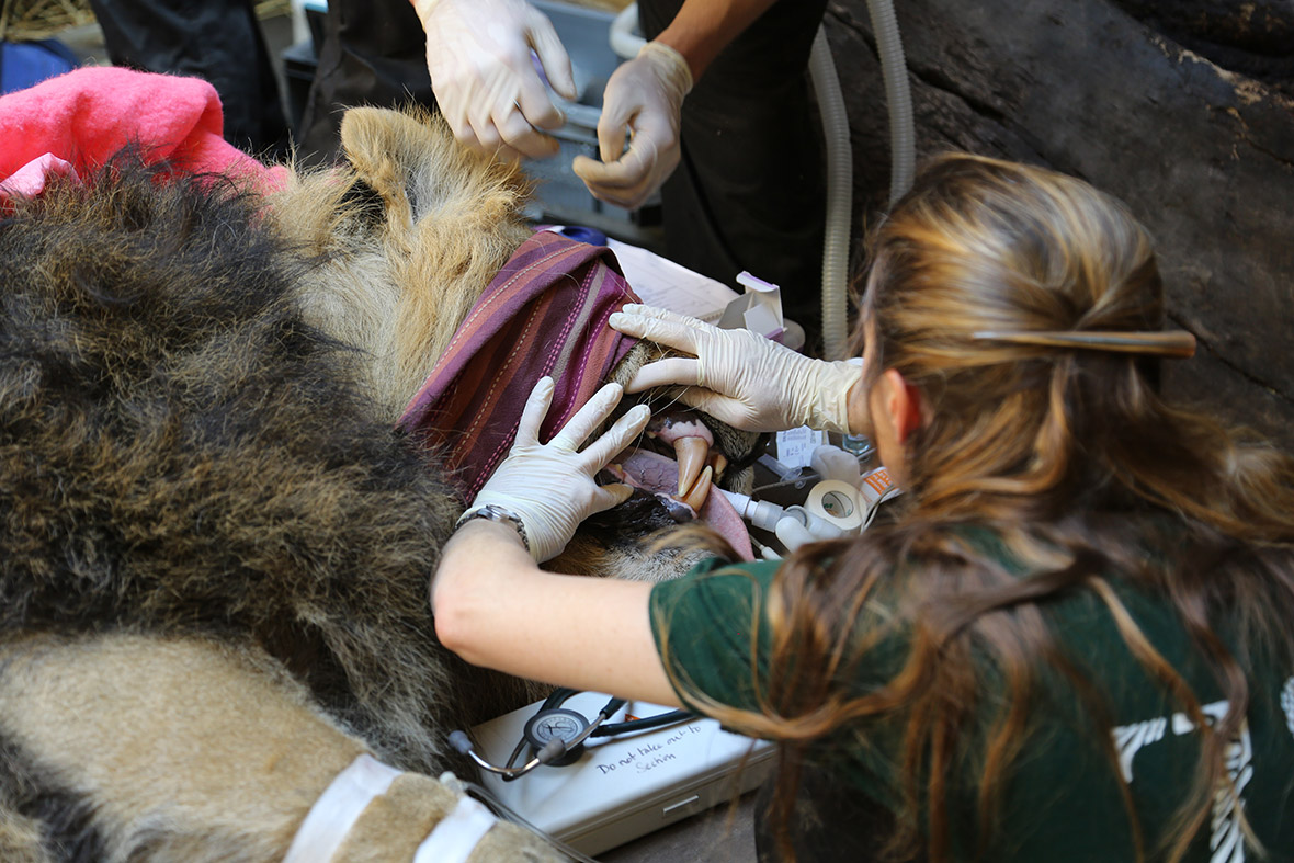 Lucifer, a 30-stone male Asian lion, is examined by London Zoo's team of vets and keepers as they carry out a health check ahead of him moving home. Lucifer, named after his studbook number of 666, has been given a clean bill of health and is due to move later this week.