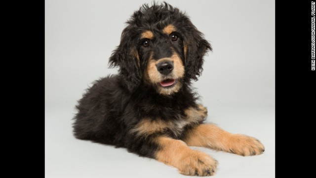 <strong>Name:</strong> Bach. <strong>Age:</strong> 14 weeks. <strong>Breed:</strong> Bernedoodle.