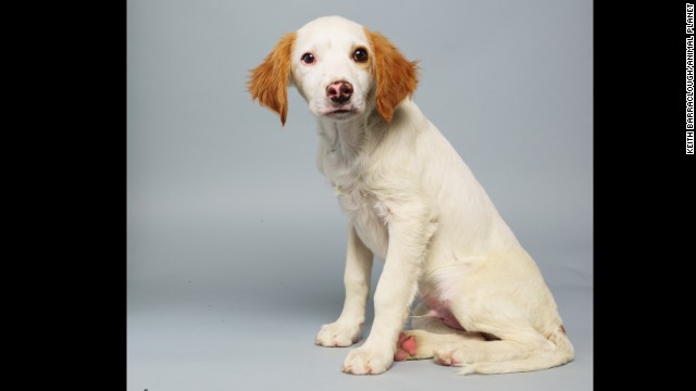 <strong>Name:</strong> Loren. <strong>Age: </strong>14 weeks. <strong>Breed:</strong> Brittany spaniel mix.