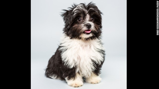 <strong>Name: </strong>Pong. <strong>Age: </strong>12 week.s <strong>Breed: </strong>Havanese Shih Tzu mix.