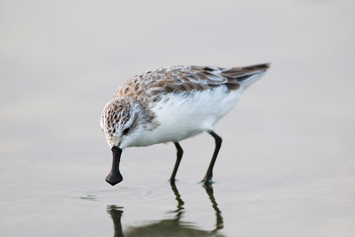 11. Spoon-billed sandpiper (Eurynorhynchus pygmeus). This small wading bird has a unique spatula-shaped bill. Every year the birds undertake an incredible 8,000 km journey from their breeding grounds in northeast Russia to their main wintering grounds in Bangladesh and Myanmar.
