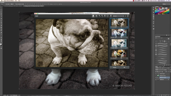 using presets from topaz on dog photo