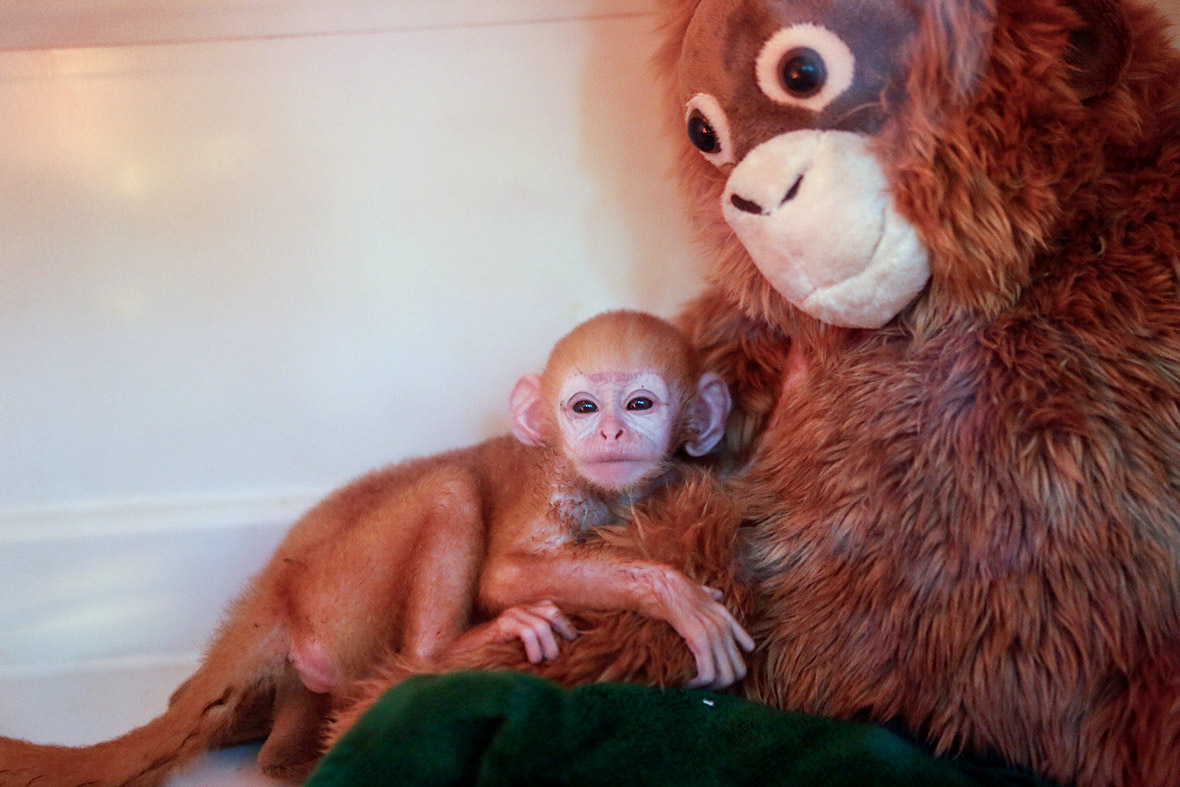 A week-old newborn baby langur hugs a surrogate monkey doll inside an incubator at Bali Zoo in Gianyar, Bali, Indonesia