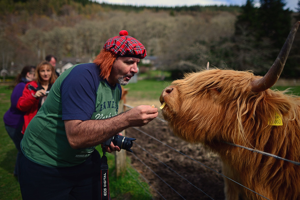 A man feeds a Highland cow in a field at Invermoriston in Scotland