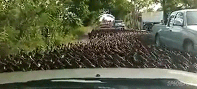 Enormous river of ducks flood an entire road