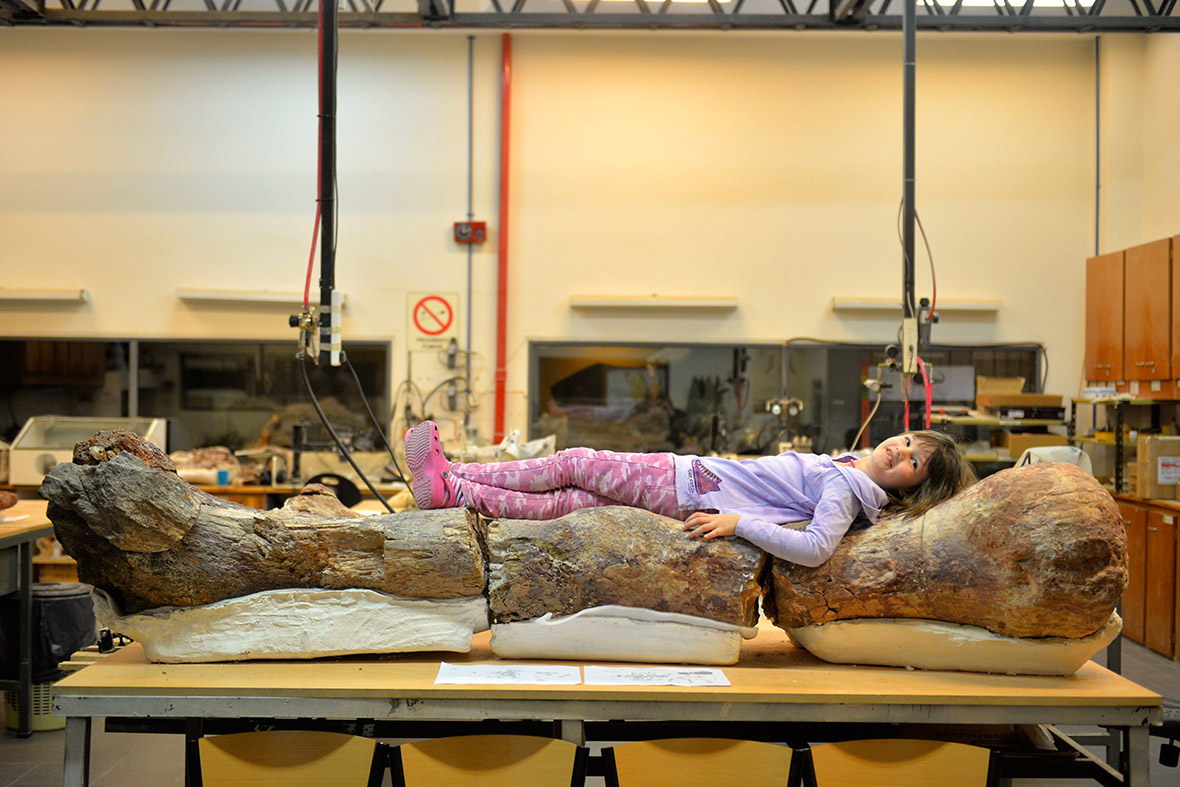 A girl lies on the fossilised femur of a dinosaur at the Egidio Feruglio Museum in Trelew, Argentina. Scientists said the dinosaur could be 130 feet long and 65 feet tall, and weigh at 85 tons, and it is a previously undiscovered species of titanosaur, a herbivore, which lived during the Late Cretaceous period