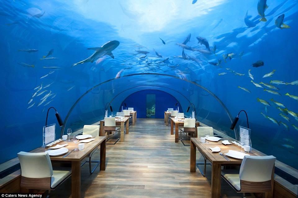 مطعم منتجع فندق كونراد المالديف 2014_7_24_14_1_9_745.jpg