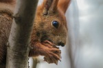 Red Squirrel eating nuts