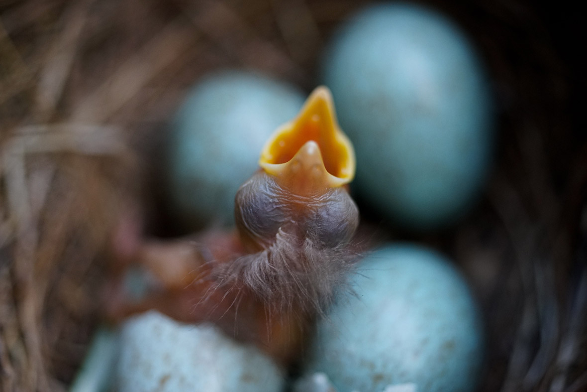 A newly-hatched blackbird chick is seen among three eggs in a nest in Frankfurt, Germany
