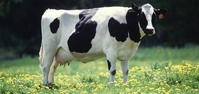 vaca Flatulência de vacas causa explosão na Alemanha