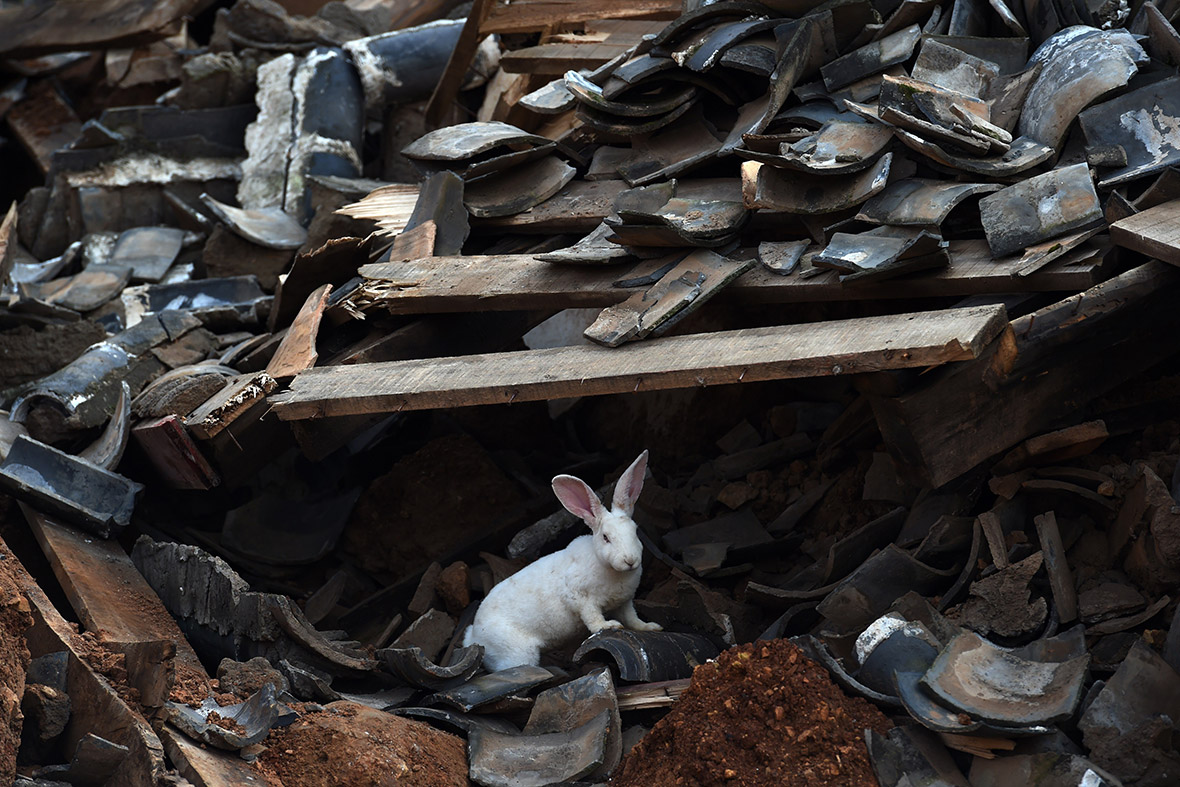 A tame rabbit searches for food in the ruins of a collapsed house in Longtoushan in China's southwest Yunnan province after an earthquake
