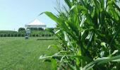 Una pared verde: maíces de 200 quintales.