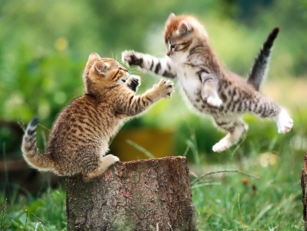 kittens-play