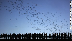 One million bats call Congress Avenue Bridge home.