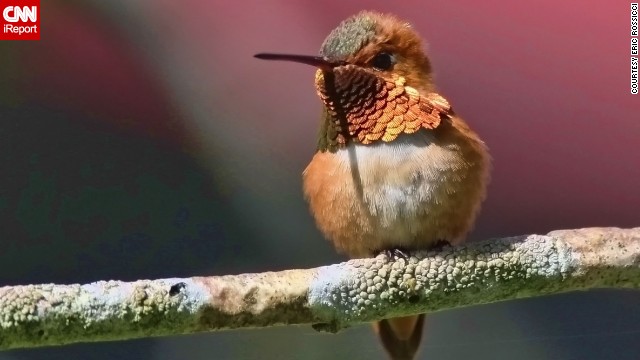 The details of this <a href='http://ift.tt/1oLXCLq'>rufous hummingbird</a>'s feathers stand out brilliantly from his blurry background in Surrey, British Columbia.