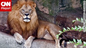 This lovely lion portrait was captured at the Audubon Zoo in New Orleans, Louisiana.