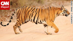 Using a telephoto lens allows you to capture close-up images of animals that could be dangerous to approach, like tigers.