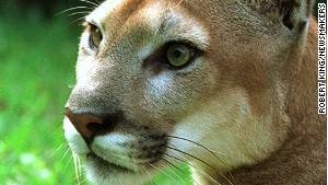 American wildcats, like this cougar at the Southern Florida Rehabilitation Center, can be found across the country.
