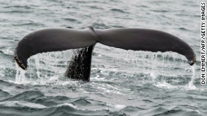 Hawaii and Alaska are popular whale watching states, but humpback whales are spotted on the East Coast, too, like this one near Provincetown, Massachusetts.