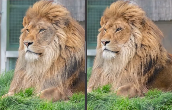 african lion zoo wildlife sanctuary rescue fence lines remove photoshop technique 
