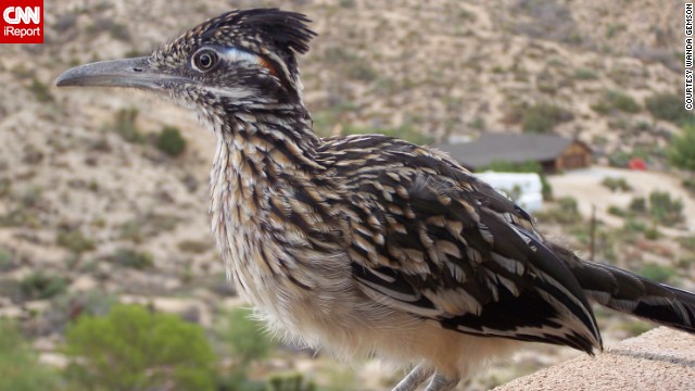 iReporter <a href='http://ift.tt/QETFtp'>Wanda Gemson</a> says that roadrunners often hang around outside her home in Yucca Valley, California. "This little one actually hangs out a bit sitting on the wall or rock nearby the patio," she said. The roadrunners she's encountered are actually "quite social." 
