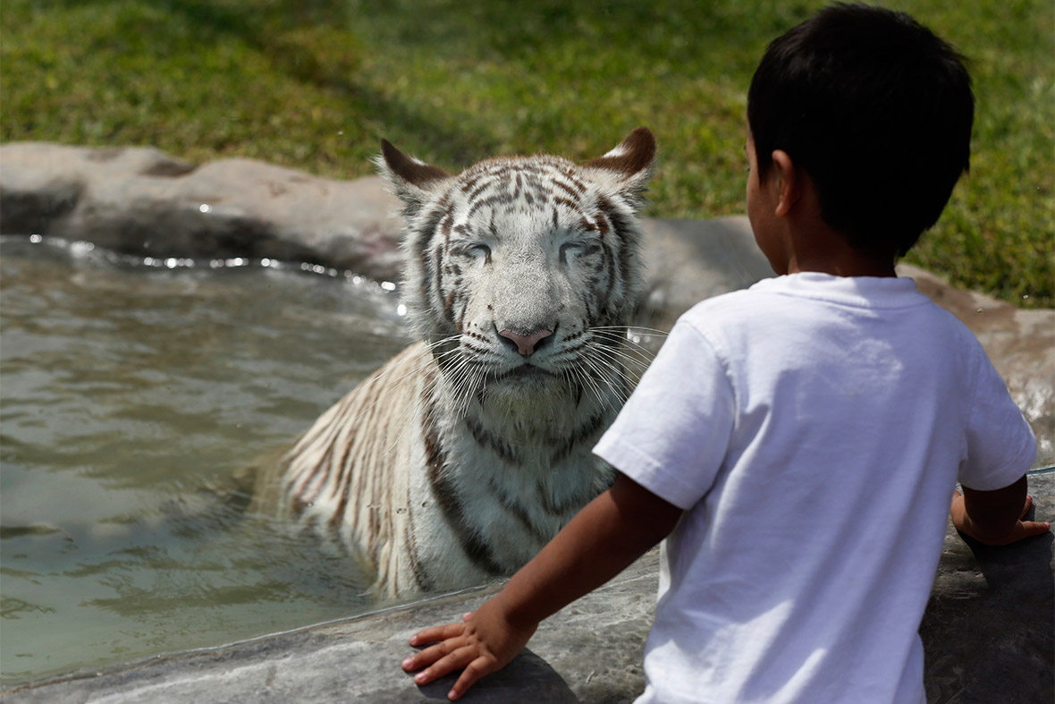 A child watches as Civa Sumac, a white Bengal tiger, explores her new glass-fronted enclosure at Huachipa zoo in Lima