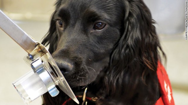 Specially trained dogs have been reported to sniff out cancers in humans; scientists around the world are now trying to replicate that ability with "electronic noses."