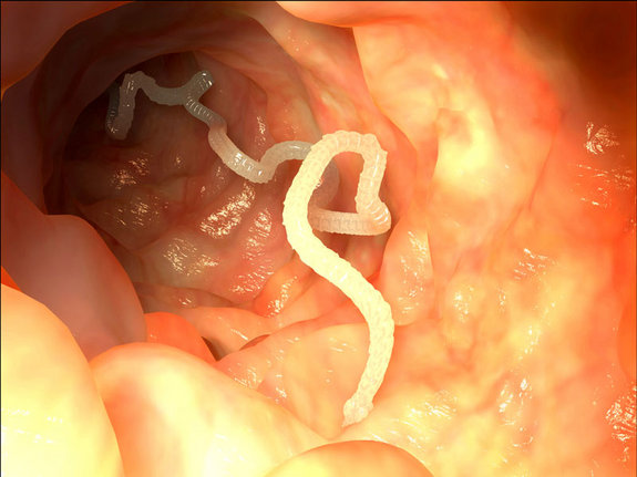 Adult tapeworms can live for up to 20 years in a host.