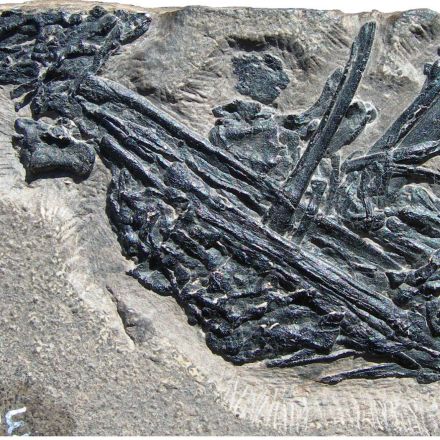 Paleontologists Find a Surprise in Ancient Vomit
