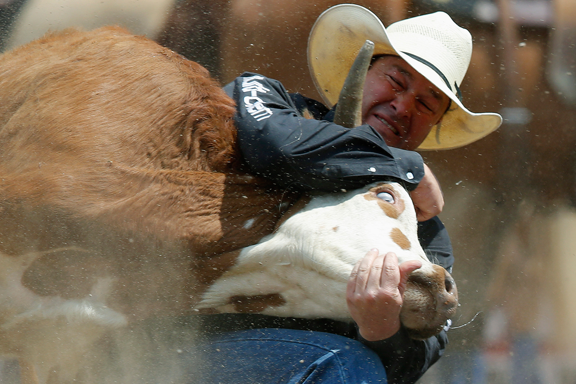 Billy Bugenig of Ferndale, California, wrestles a steer during day three of the Calgary Stampede rodeo in Calgary, Alberta, Canada
