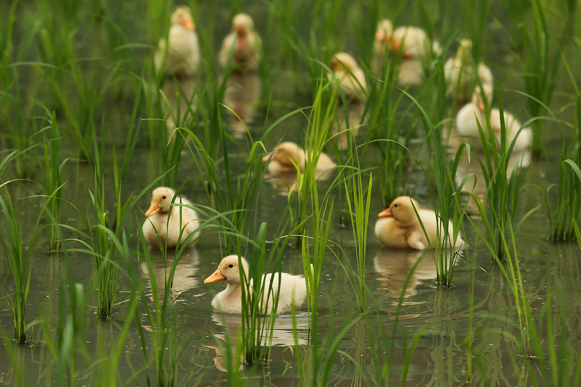 Two-week-old ducklings swim in a newly-planted rice field in Ichikawa, Japan, to eat insects and weeds as an eco-friendly alternative to chemical farming