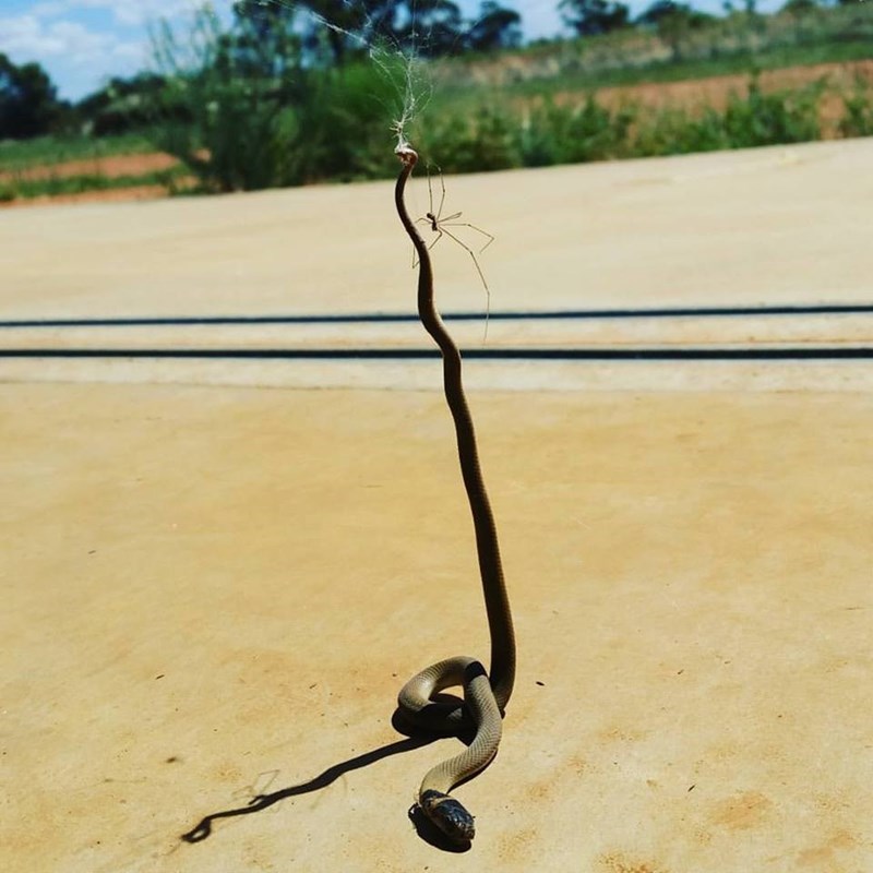 animal image daddy long legs spiders kills venomous brown snake