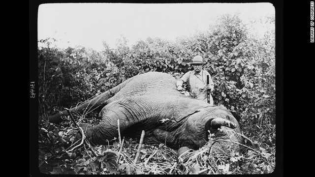 Theodore Roosevelt, possibly the most famous sportsman to occupy the White House, continued to hunt after leaving office. In 1909, with the backing of the Smithsonian Institution, Roosevelt went on a yearlong safari that killed or trapped more than 11,000 animals.