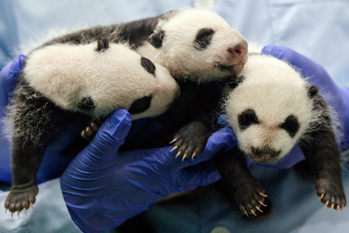 Giant panda triplets are cared for as they turn one month-old at Chimelong Safari Park in Guangzhou, Guangdong province, China