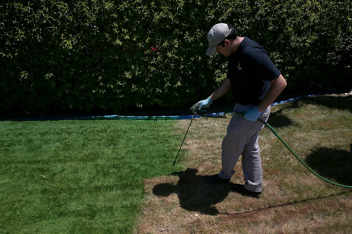 Green Canary worker Samuel Bucio sprays green water-based paint on a drought-affected brown lawn at the Almaden Valley Athletic Club in San Jose, California. As the severe drought continues, home owners and businesses looking to conserve water are letting lawns die off and are having them painted to look green. The paint lasts up to 90 days on dormant lawns and will not wash off