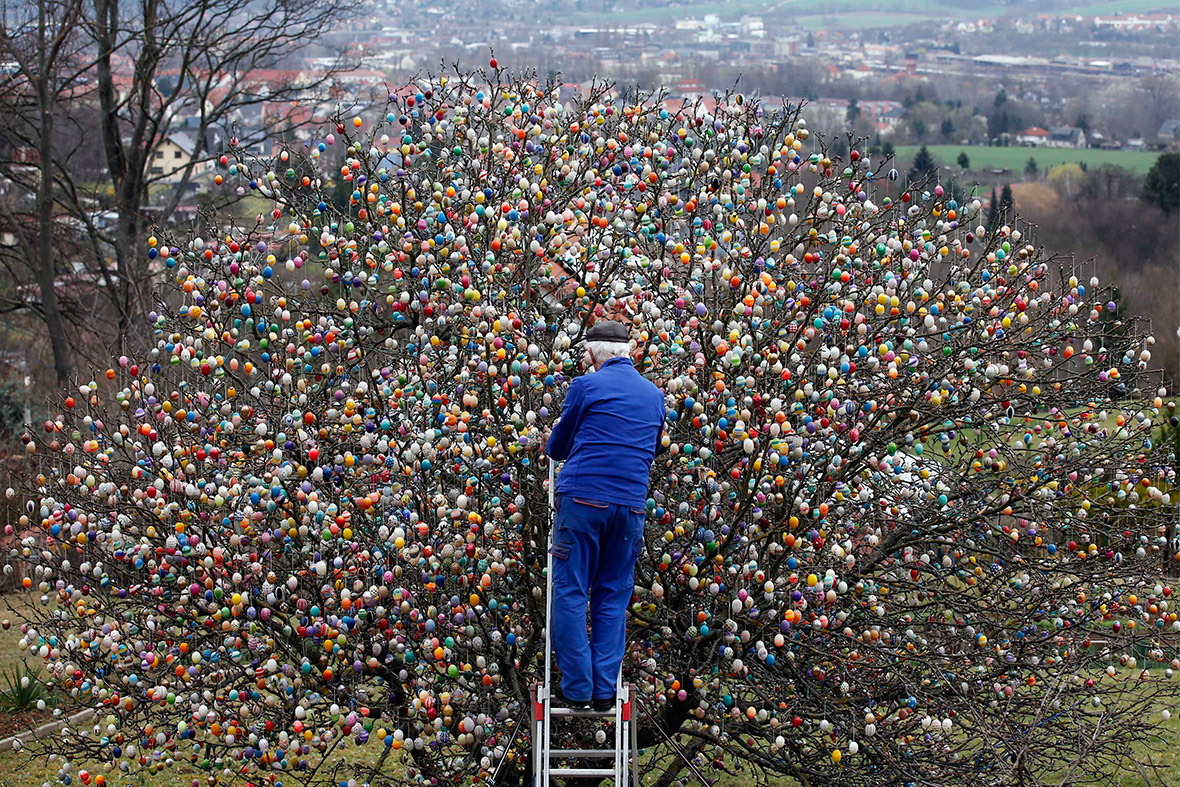 Volker Kraft decorates an apple tree with Easter eggs in his garden in Saalfeld, Germany. Volker and his wife Christa spend up to two weeks every year decorating the tree with their collection of 10,000 colourful hand-painted Easter eggs