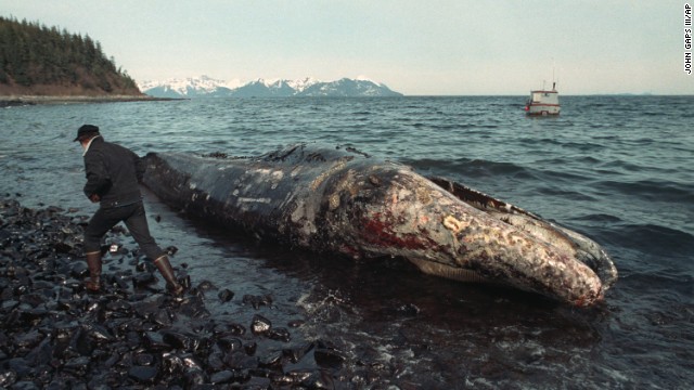 A fisherman inspects a dead California gray whale covered in oil on the northern shore of Latoucha Island, Alaska.