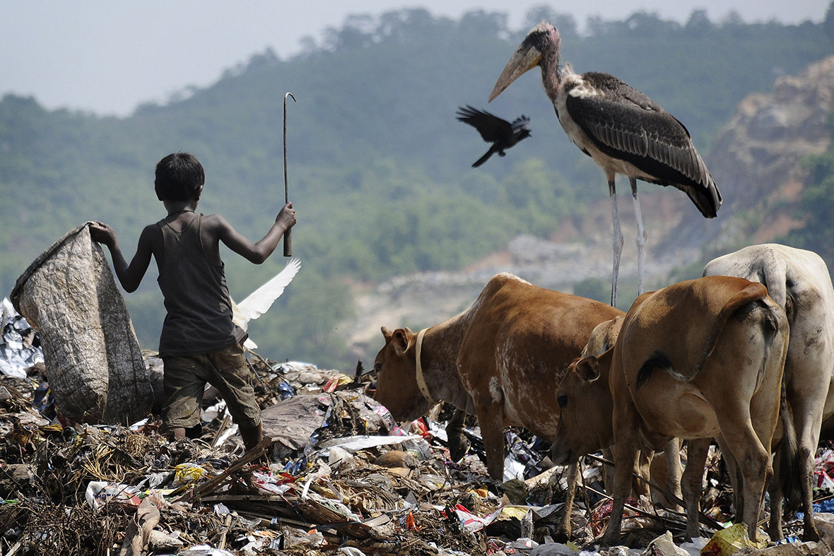 A Greater Adjutant Stork watches as a rag-picker collects recyclables at a huge rubbish dump in the northeastern Indian state of Assam